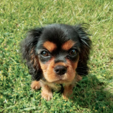 cavalier_puppy
