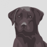 labrador_head