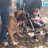 mastiff_and_baby