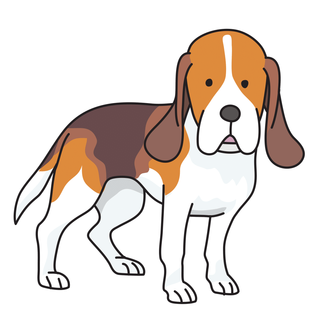 beagle