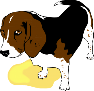 beagle_potty_accident