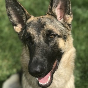 german_shepherd_buddy