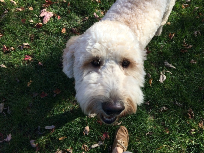 goldendoodle_in_yard