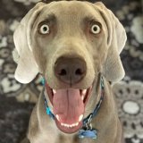 jasperweim